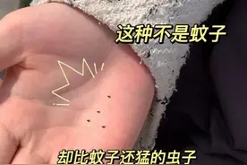 卫生间里这种“小黑虫”，千万别用手拍，学会妙招，黑虫自动消失图片