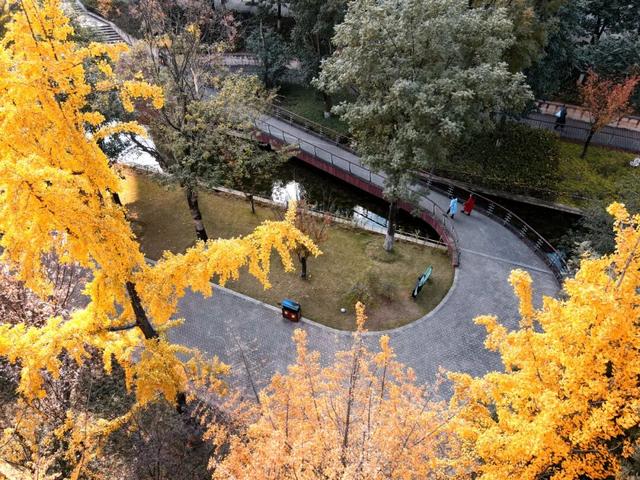 含“金”量100%！是时候来仁寿，邂逅一抹银杏黄啦~