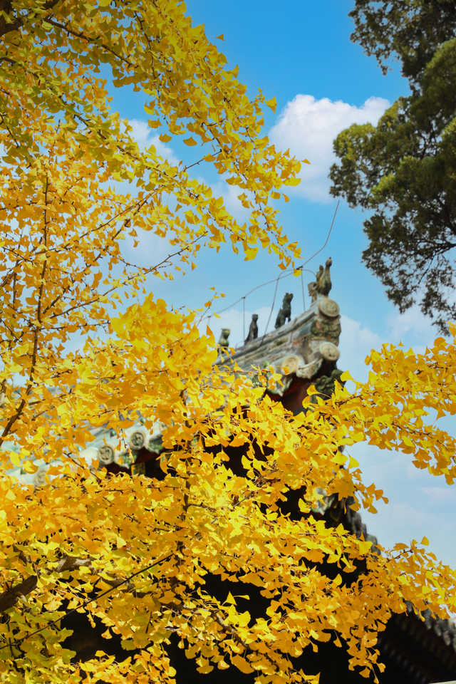 用四时好景打开曲阜三孔景区，留存每一帧中式浪漫！