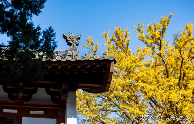 来“祈福事业灵验”的杭州古刹吧，秋冬银杏拉满，可安排一天放空