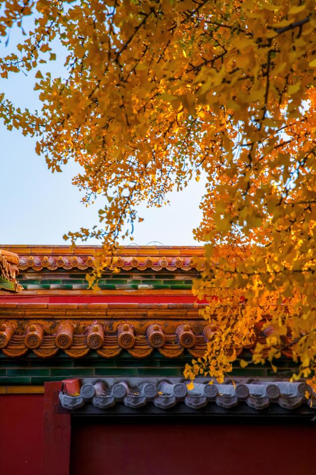 曾经是故宫最冷门的宫殿，而如今因为秋天的银杏，让这里充满生机