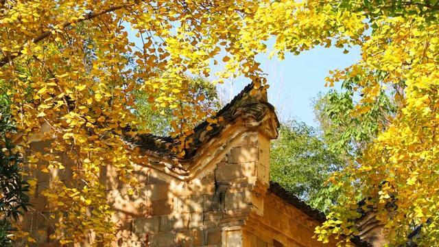 限定秋色！孝昌小悟千年银杏美出圈