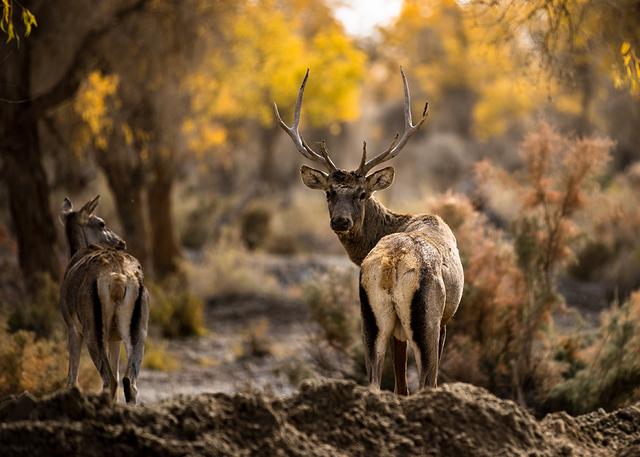 新疆沙雅：金秋邂逅“醉”美胡杨 470万亩金色林海迎观赏佳期