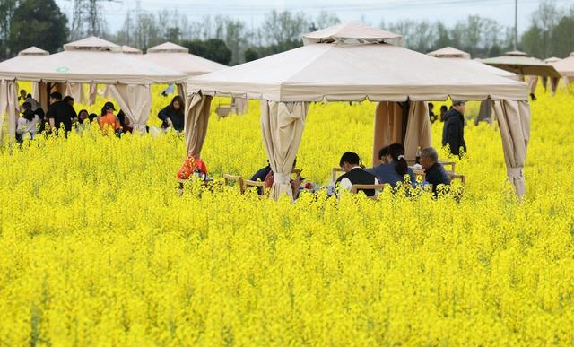 成都崇州美疯了； 万亩油菜花+花田火锅绝了