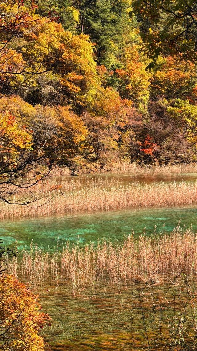 【今日九寨沟】秋季彩林最后的盛宴，明年再见！