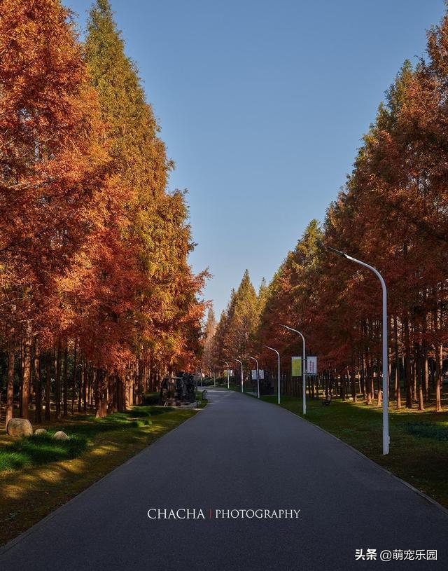 秋风一吹武汉就美成诗，戴家湖公园如水墨画，我脚步慢心也静了