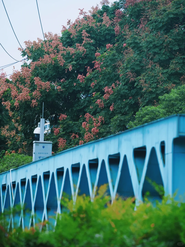 成都这个公园胜过绕城绿道，含氧量达100%，地铁3号线直达！