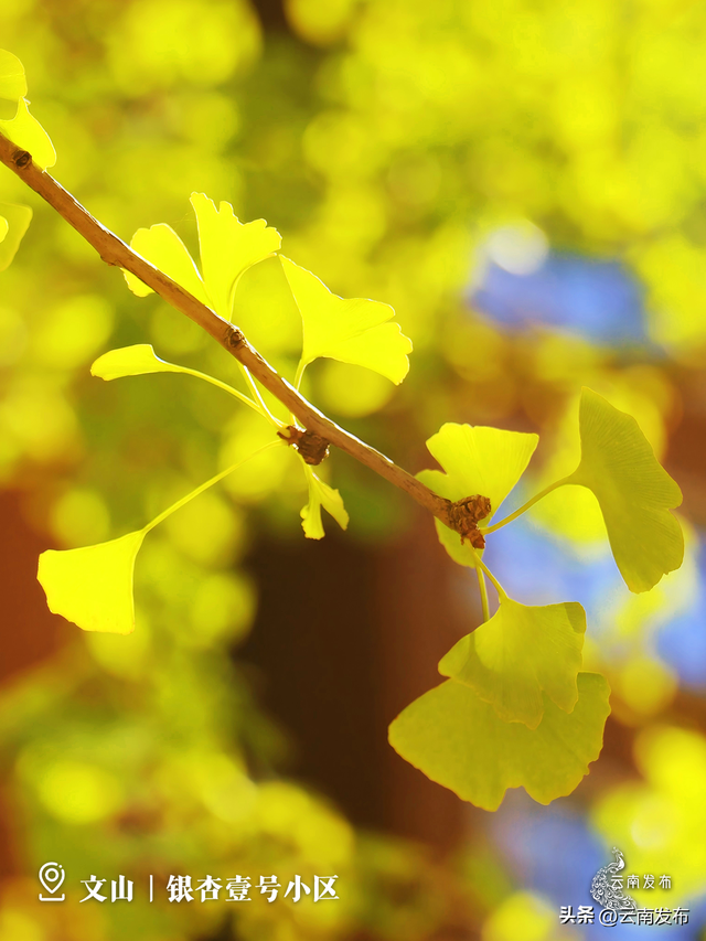 壁纸上新！云南银杏树集体换上绝美金装