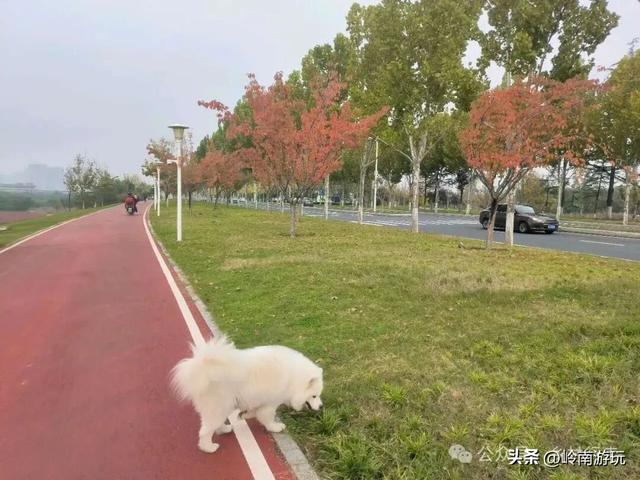 乘上地铁10号线到灞渭桥湿地公园，大片粉黛乱子草等着你打卡！