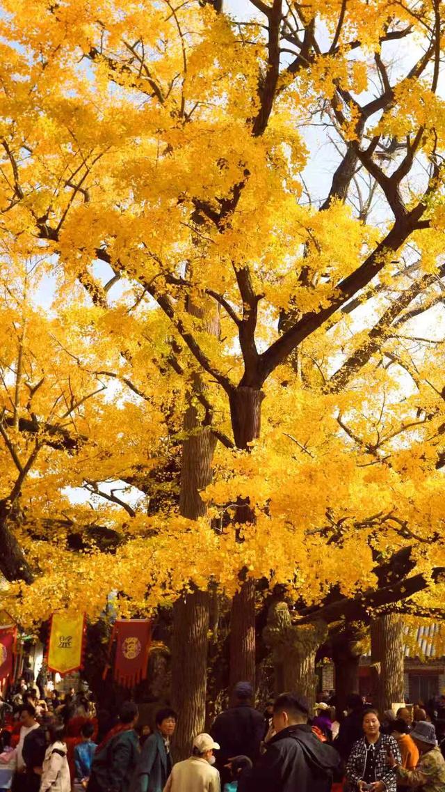 日照深秋“顶流”已就位！这组上新的“屏保”，绝美！