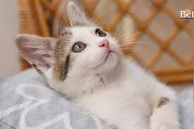 泰国“养猫人口”规模高居全球第8位！年均支出逾1.4万！图片