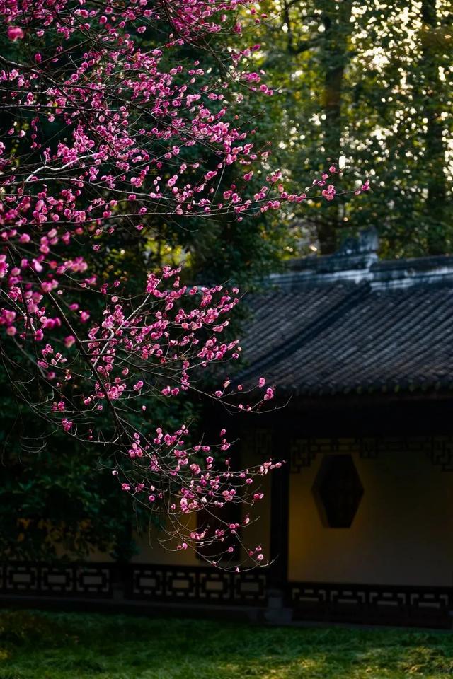 满屏梅花🤩不用怀疑！你期盼的春天提前来了！