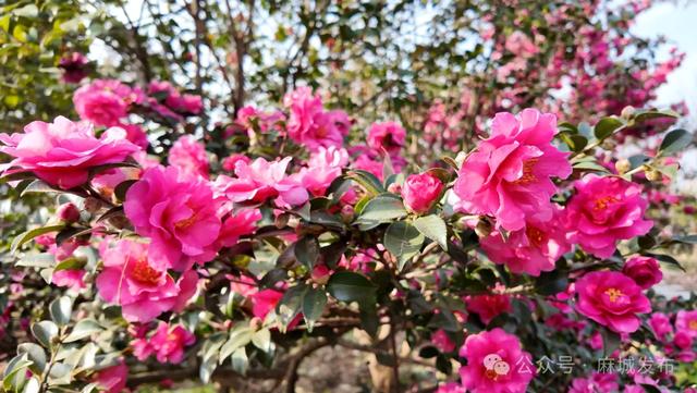 最佳观赏期已到!邂逅麻城冬日柔美风景~