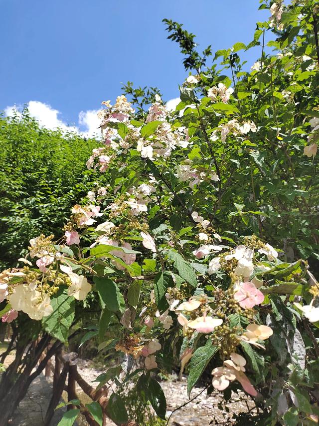 官鹅沟的植物