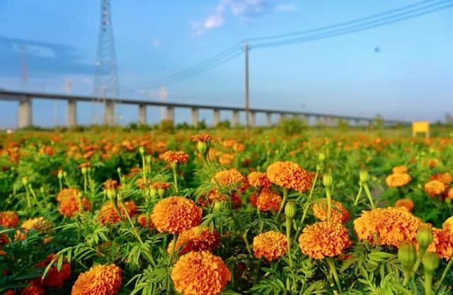 周末哪里去？来“浪”兰州新区金色花海（附攻略）