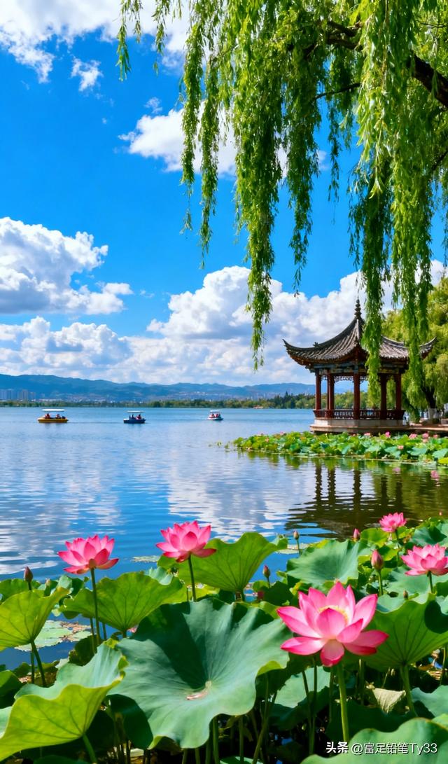 粉荷映日开 游船漾碧波 夏日荷塘醉心怀