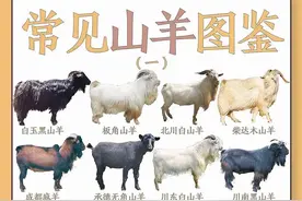 中华 山羊种类大合集 看看你犟男友在不在图片
