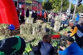 大葱为啥一冻就成“鼻涕葱”？菜贩子：4个原因，囤葱需要多注意图片