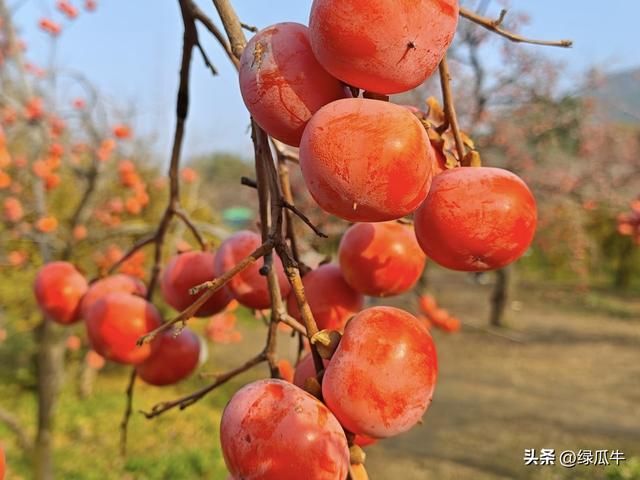 陕西彬州柿子火出圈，千万级流量，引来全国游客打卡