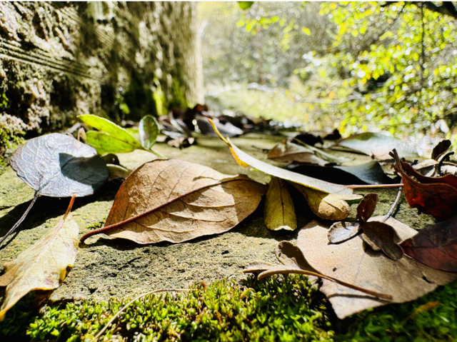 这么好看，不愧是遮阳山的秋天！