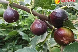 软糯香甜！南山无花果“甜蜜”上市图片