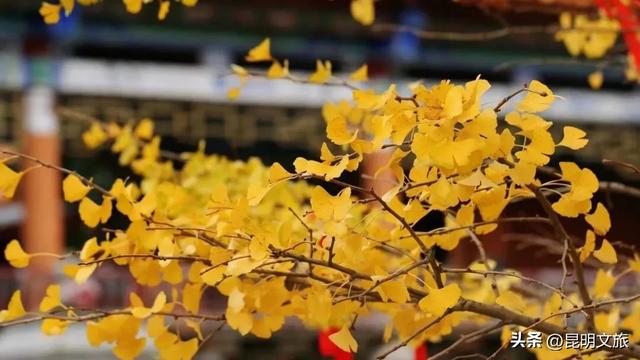 初冬氛围感出片计划，走起！昆明这份打卡攻略速速收藏→