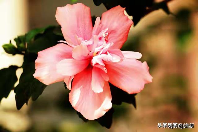 真心喜欢，真心爱，就不要怕付出