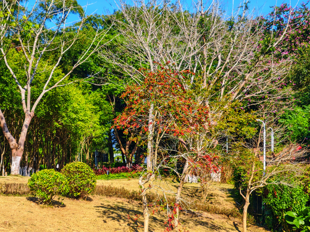 南山秋艳！云浮市民前来打卡→