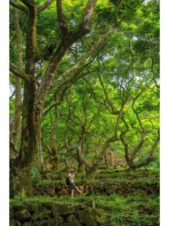 广州藏了片“塞尔达魔幻森林”千年古榄树+青苔秘境，市区1h直达