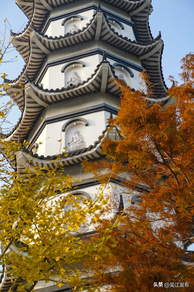 周末去打卡丨“杏”会！颜值高峰来了！