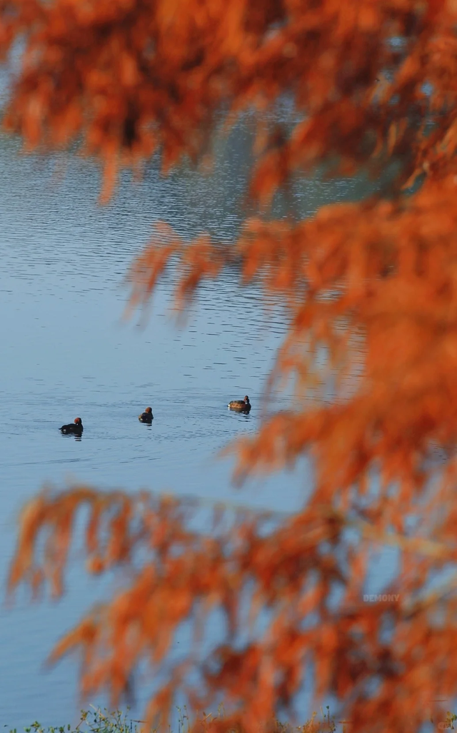 先收藏！成都1h直达最美水杉公园，小众人少、景美出片！