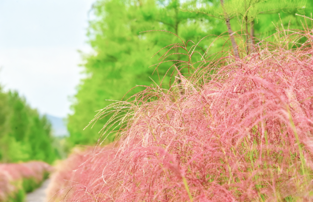 斑斓秋日红荷湿地 “赏草季”浪漫开启~~~