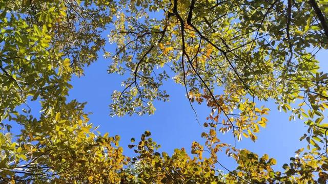 趁秋日暖阳，来八大处感受与自然共处的温柔→