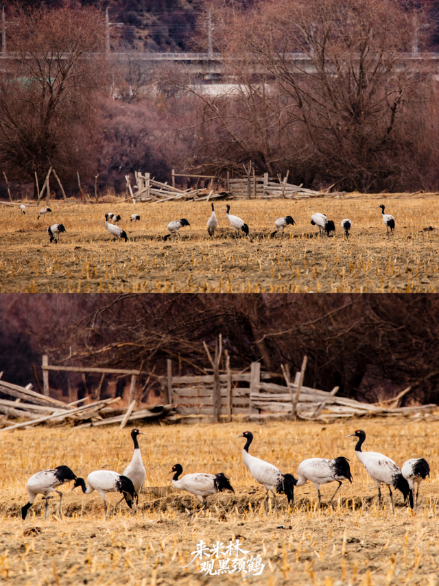 这个冬天，一定要来西藏看……