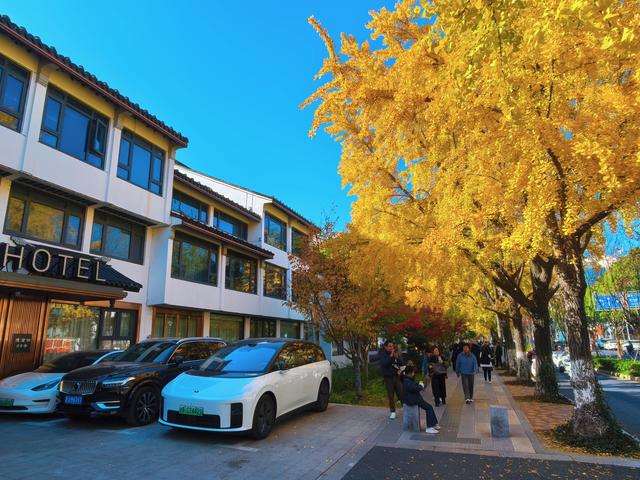 银杏鎏金，满城秋意关不住