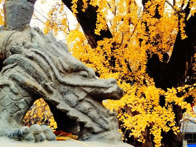 秋日寻禅南京老山：从兜率寺到惠济寺的徒步漫记