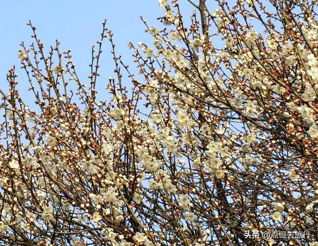 成都惊现6000亩梅林，花开成海超级壮观，免费，不要门票！