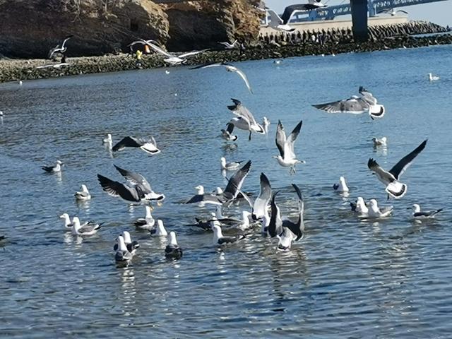 去了趟大连,才明白什么叫“大”