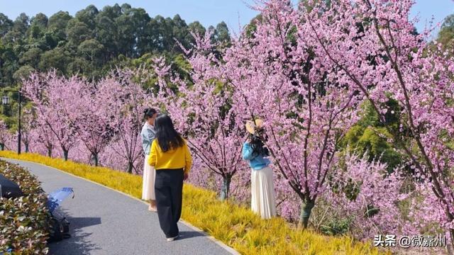 春到嘉州｜春意盎然美人梅 绿心公园“海棠盛景”邀您共赏