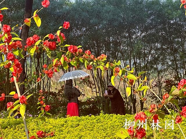 柳州市柳石路游步道变身“红色瀑布”