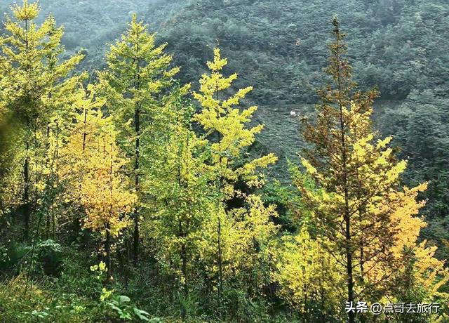 成都大邑爆火彩林，小牛背山、小喀纳斯这里都有，超级惊艳！