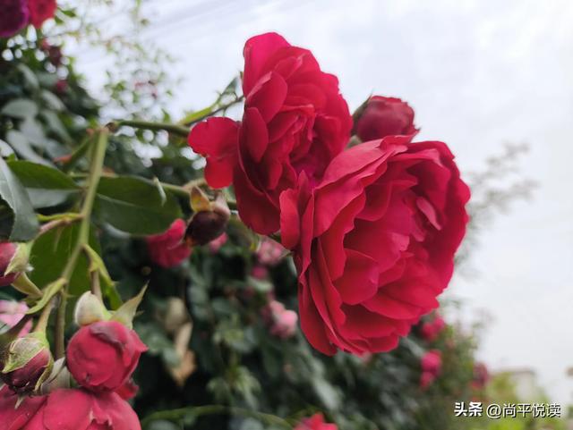 宠爱背后的代价：从古人故事中领悟生存真谛