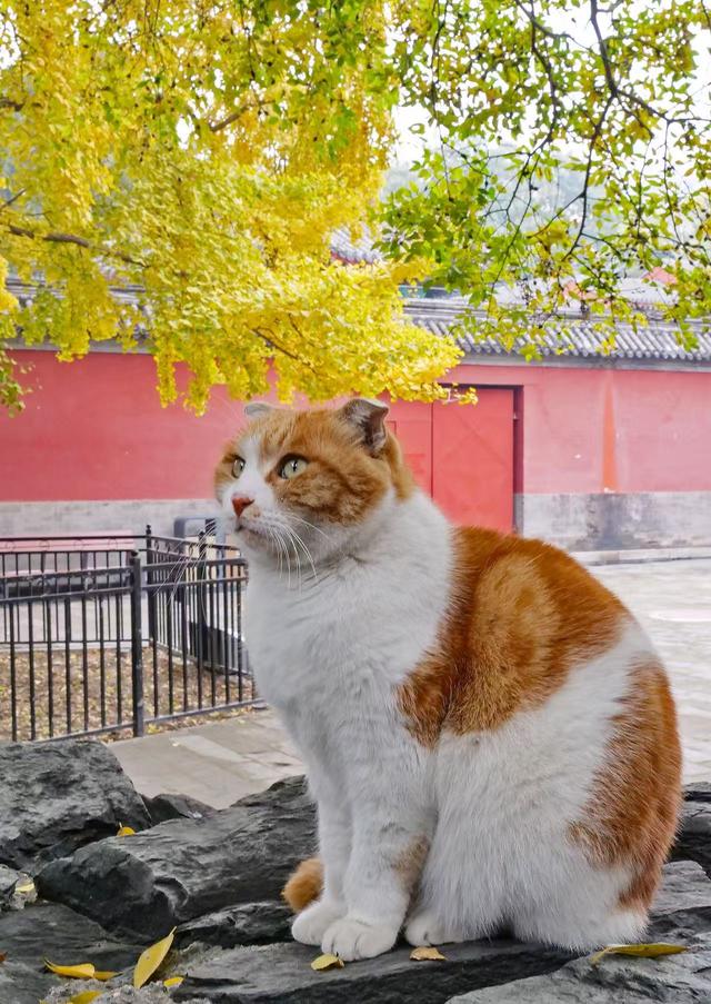 博物馆秋之旅｜相约“银杏季”！北京艺术博物馆银杏迎来最佳观赏期
