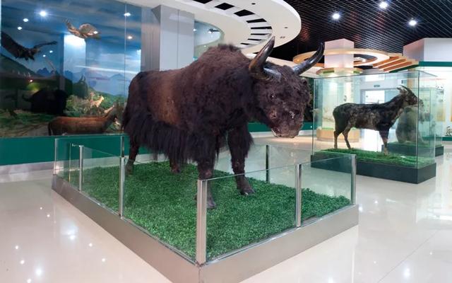 全国首座,陕西新增一座博物馆