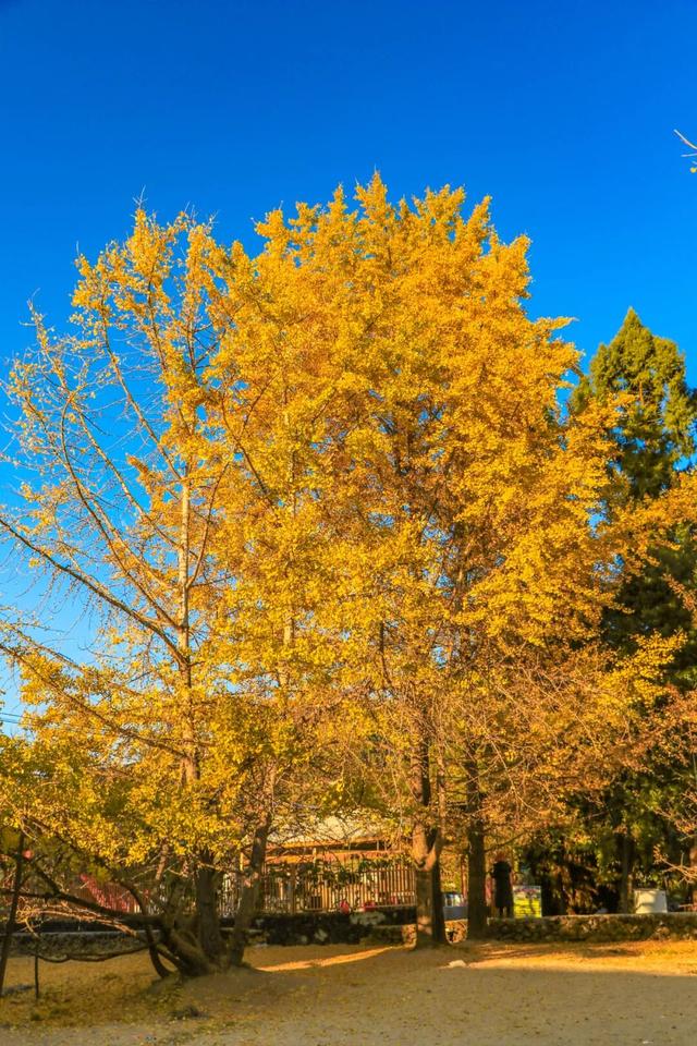 腾冲上榜！2025全国县域文旅融合百强揭晓，这座滇西秘境藏不住了