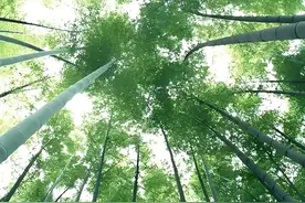 100个诗人，100句夏日诗词，陪你度过唯美夏天图片