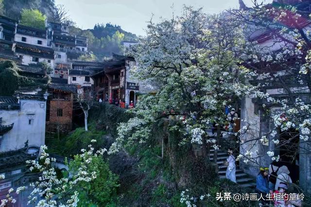 在你心底,世间什么花儿最美?