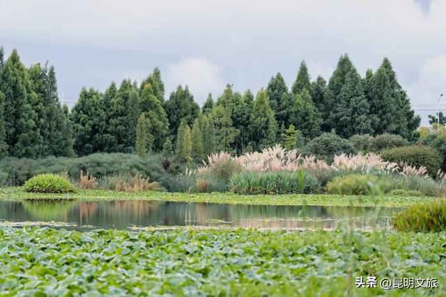 超详细攻略！在昆明官渡，与鸥共舞，六种玩法开启冬日漫游！