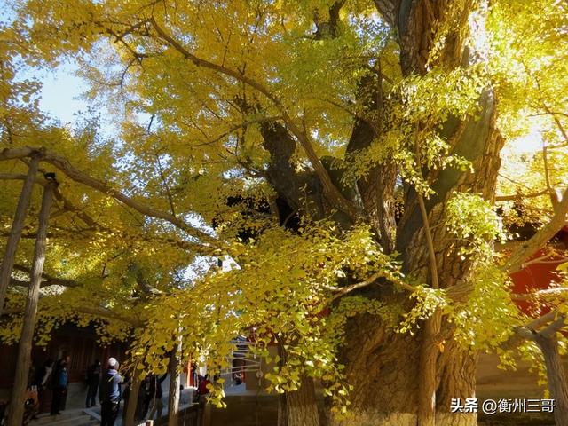 乾隆帝曾赋诗的银杏树王——大觉寺的银杏树王
