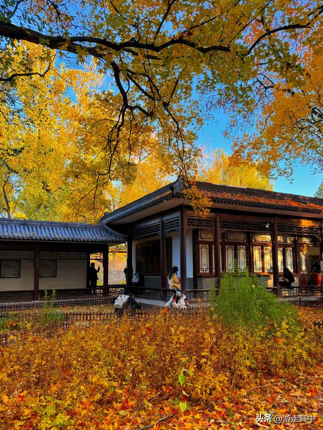 11月9日实拍！没人说地坛红叶这么好看啊…